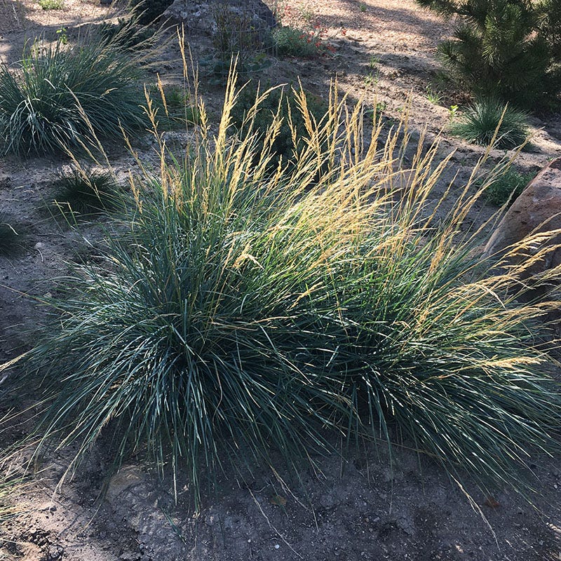 Mini Oat Grass (Poa) - Image 3