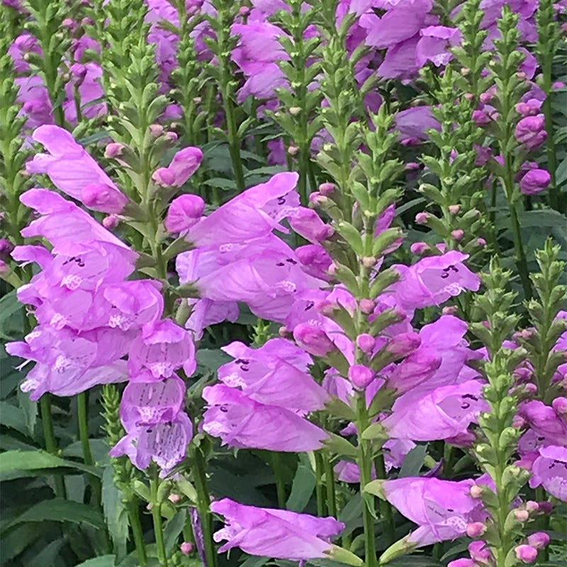 Vivid Obedient Plant - Image 3