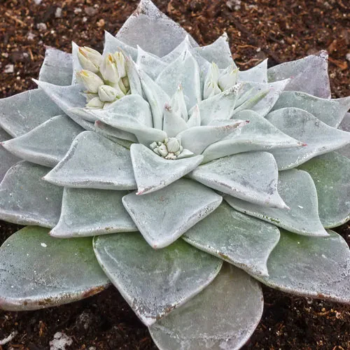 Orange Live Forever (Dudleya) - Image 2