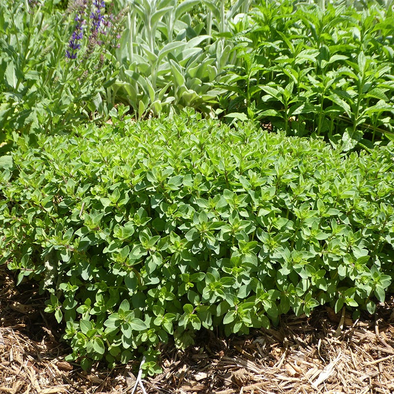 Bristol Cross Oregano - Image 3
