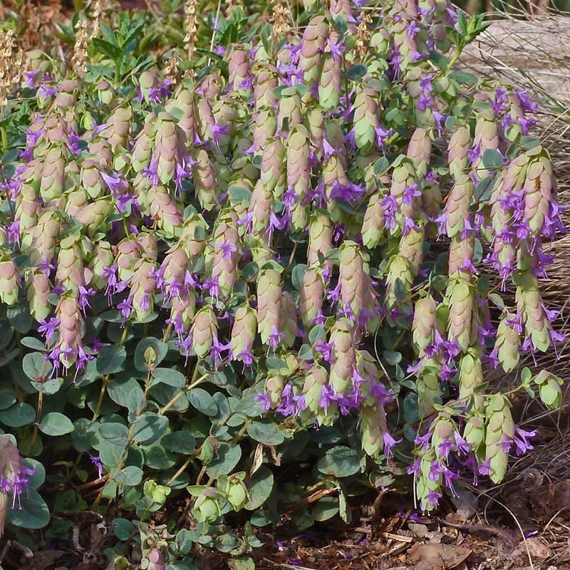 Cascading Hopflower Ornamental Oregano