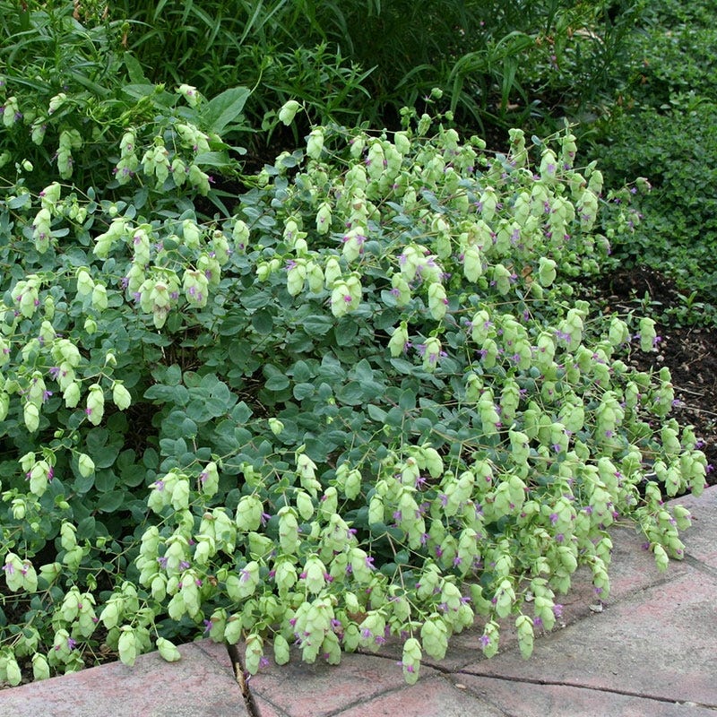 Cascading Hopflower Ornamental Oregano - Image 3