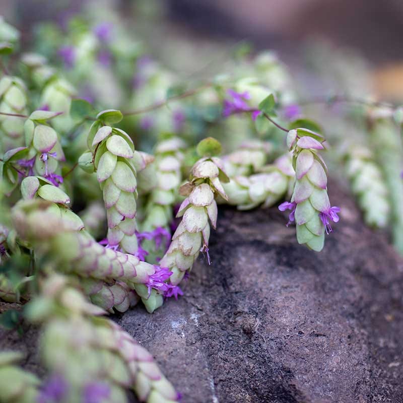 Cascading Hopflower Ornamental Oregano - Image 4