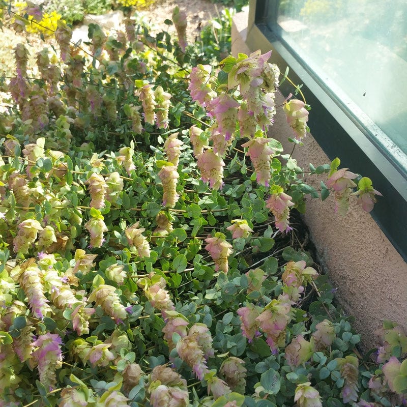 Cascading Hopflower Ornamental Oregano - Image 6