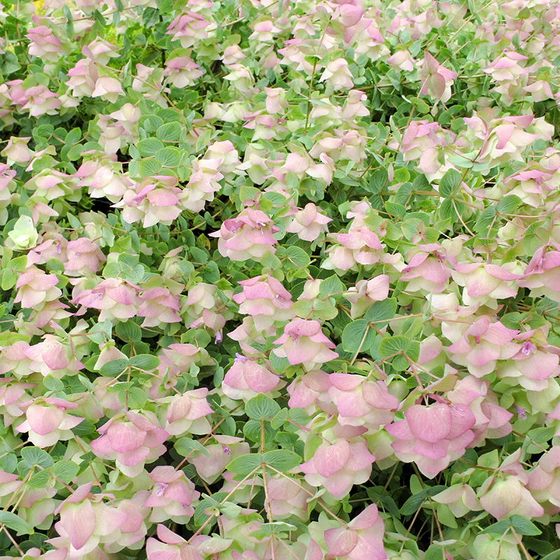 Kent Beauty Ornamental Oregano - Image 2