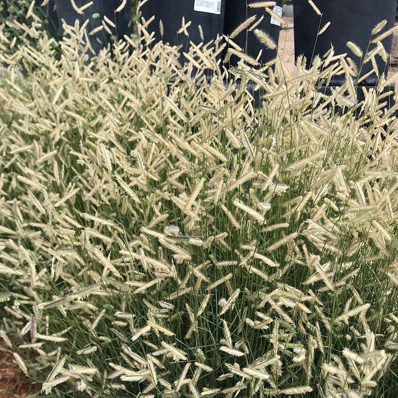 Grama Grass Collection - Image 3