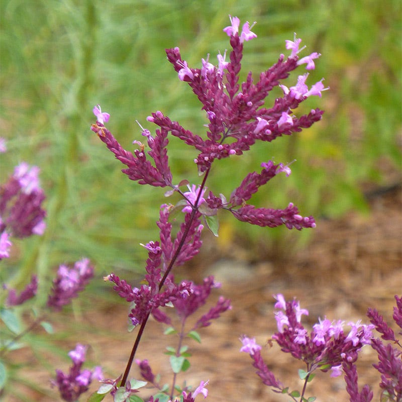 Bee Bonanza Ornamental Oregano Collection - Image 4