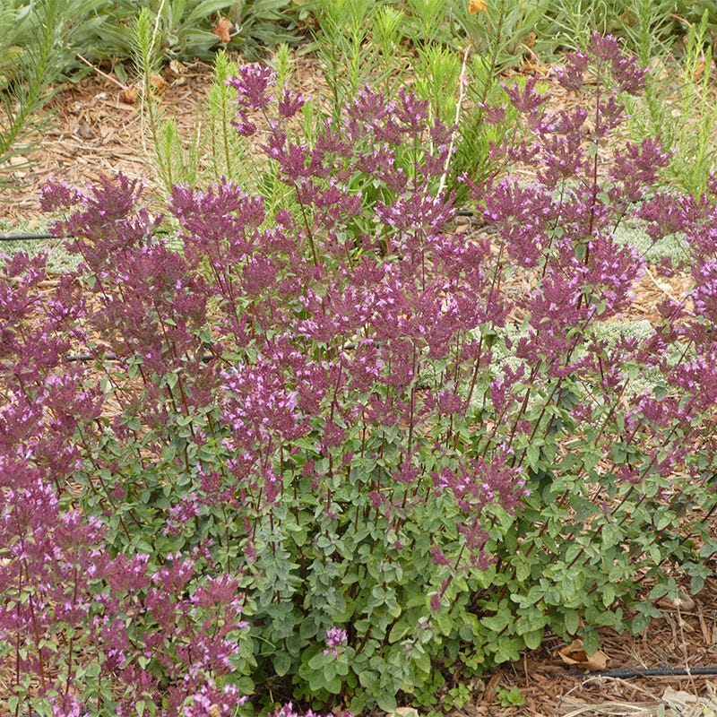 Bee Bonanza Ornamental Oregano Collection - Image 5