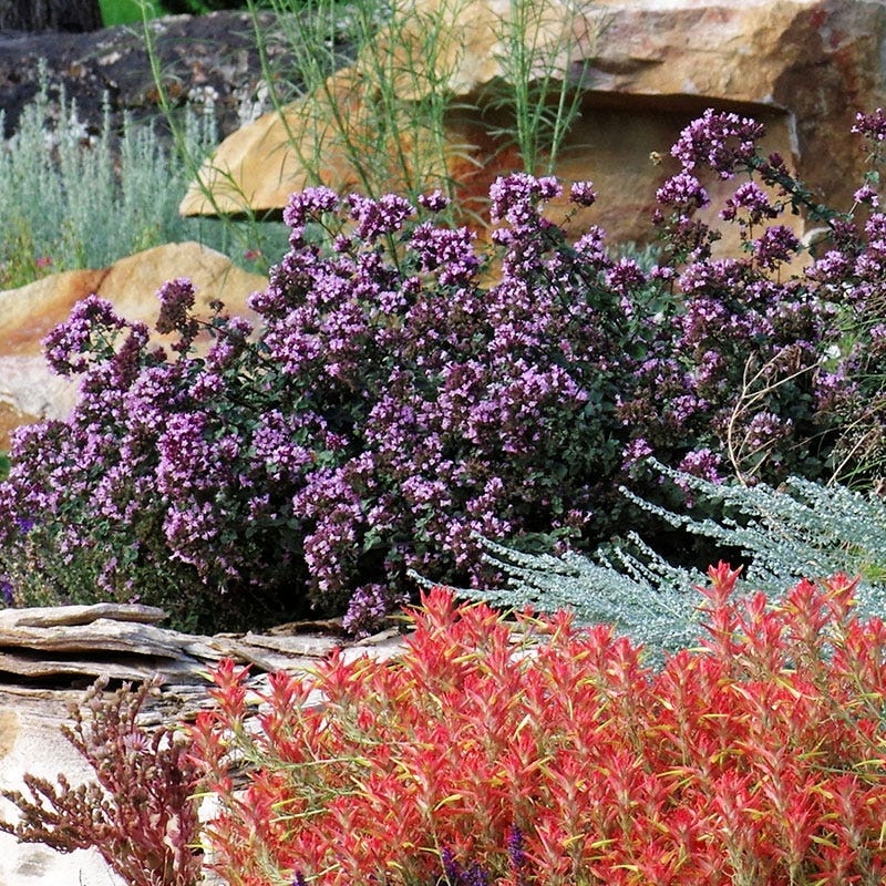 Rotkugel Ornamental Oregano - Image 5