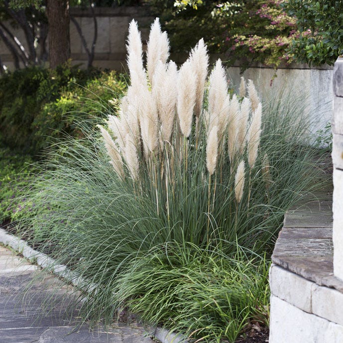 Dwarf Pampas Grass - Image 3