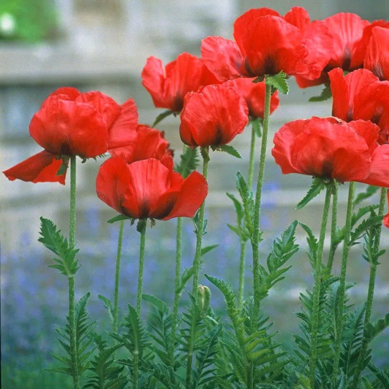 Beauty of Livermere Oriental Poppy - Image 3
