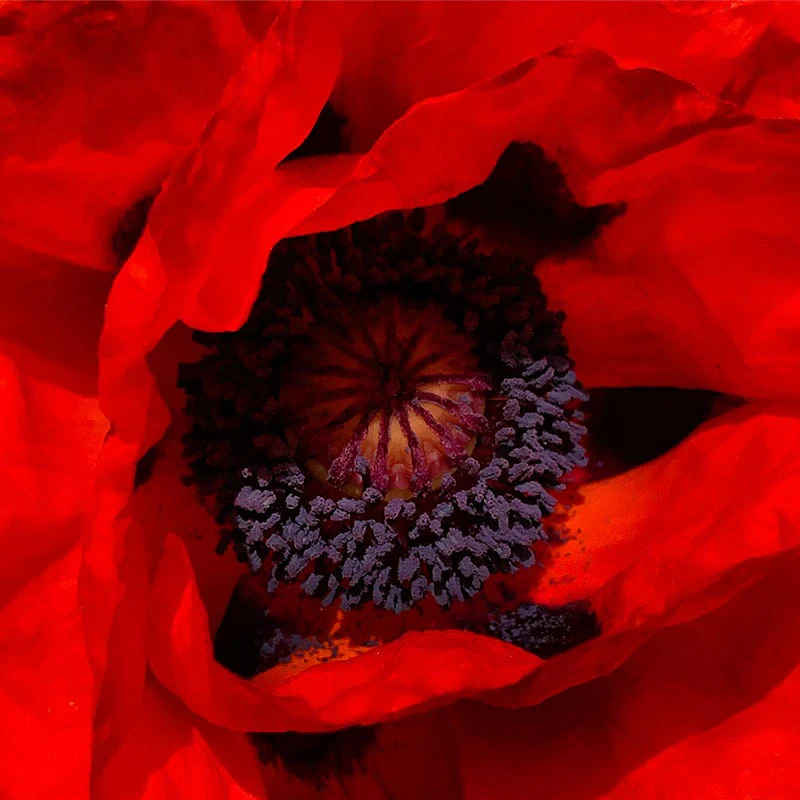 Prince of Orange Oriental Poppy - Image 3