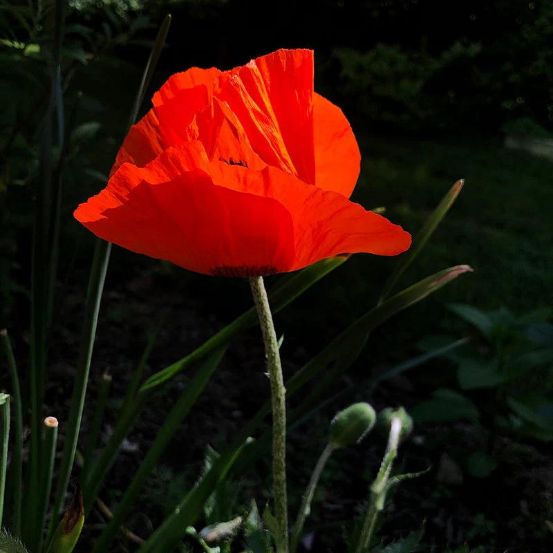 Prince of Orange Oriental Poppy - Image 4