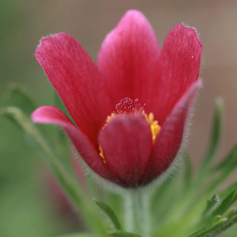 Rose Bells Pasque Flower (Pulsatilla) - Image 2