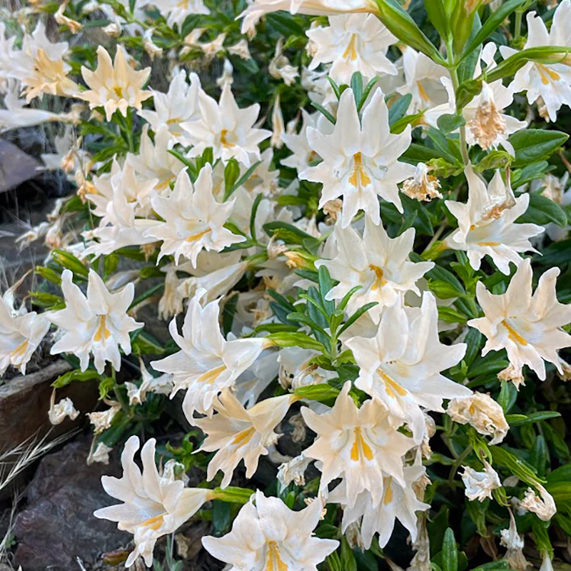 Peach Dreams Sticky Monkeyflower - Image 3