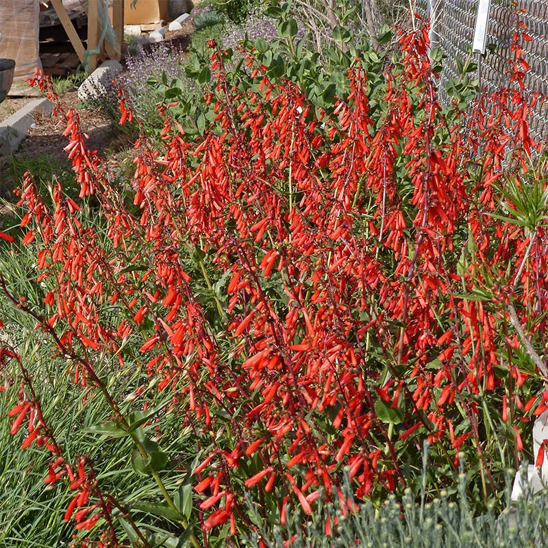 All Star Penstemon Collection - Image 3