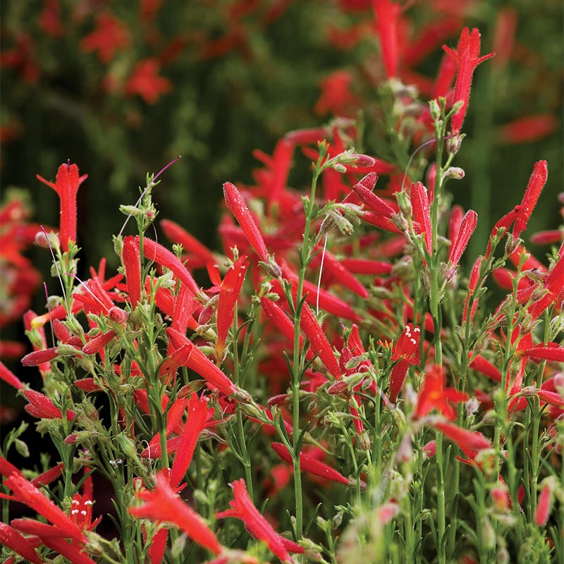 All Star Penstemon Collection - Image 4