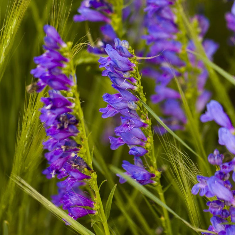 All Star Penstemon Collection - Image 6