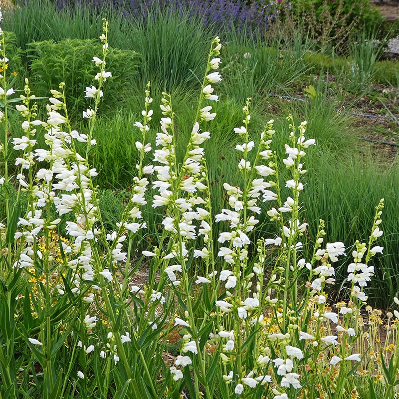 Blanca Peak™ Rocky Mountain Penstemon - Image 7