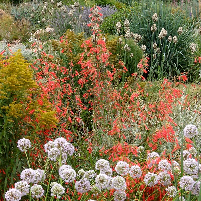 Bridges' Penstemon - Image 4