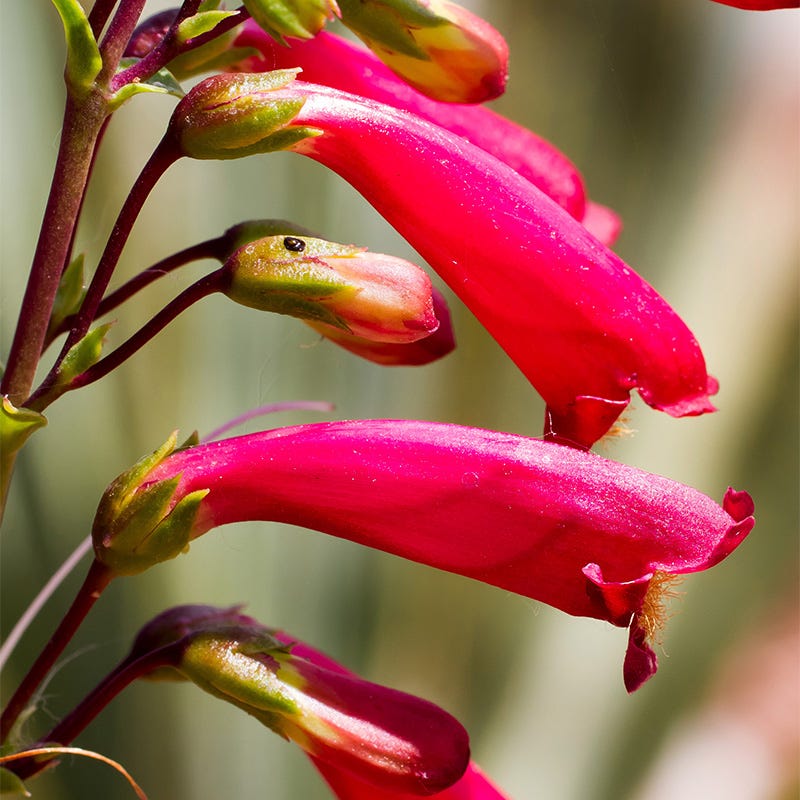 Cardinal Penstemon - Image 3