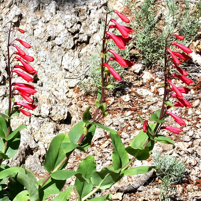 Cardinal Penstemon - Image 4