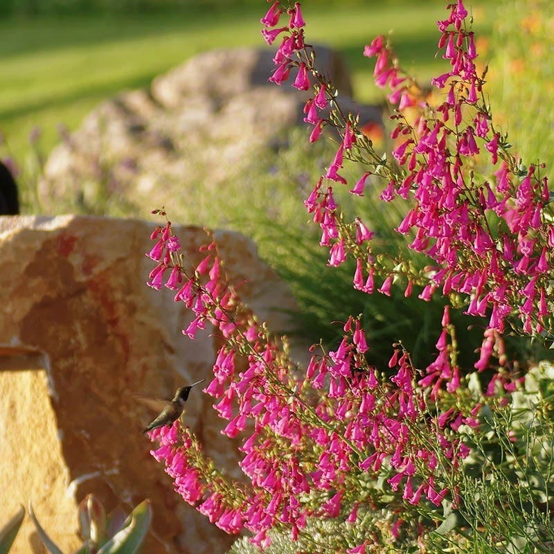 Coconino County Desert Penstemon - Image 7