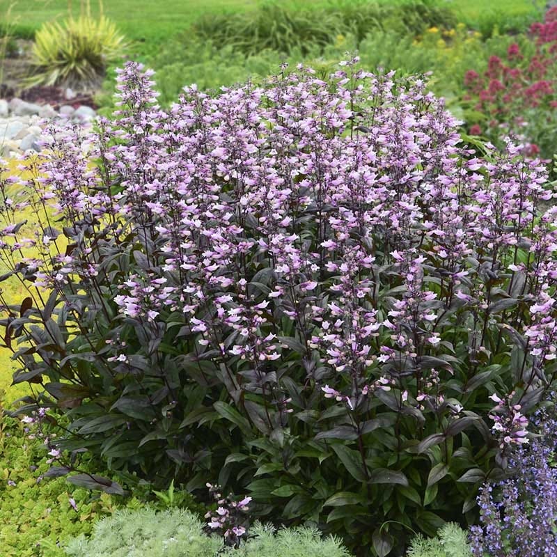 Dark Towers Penstemon - Image 2