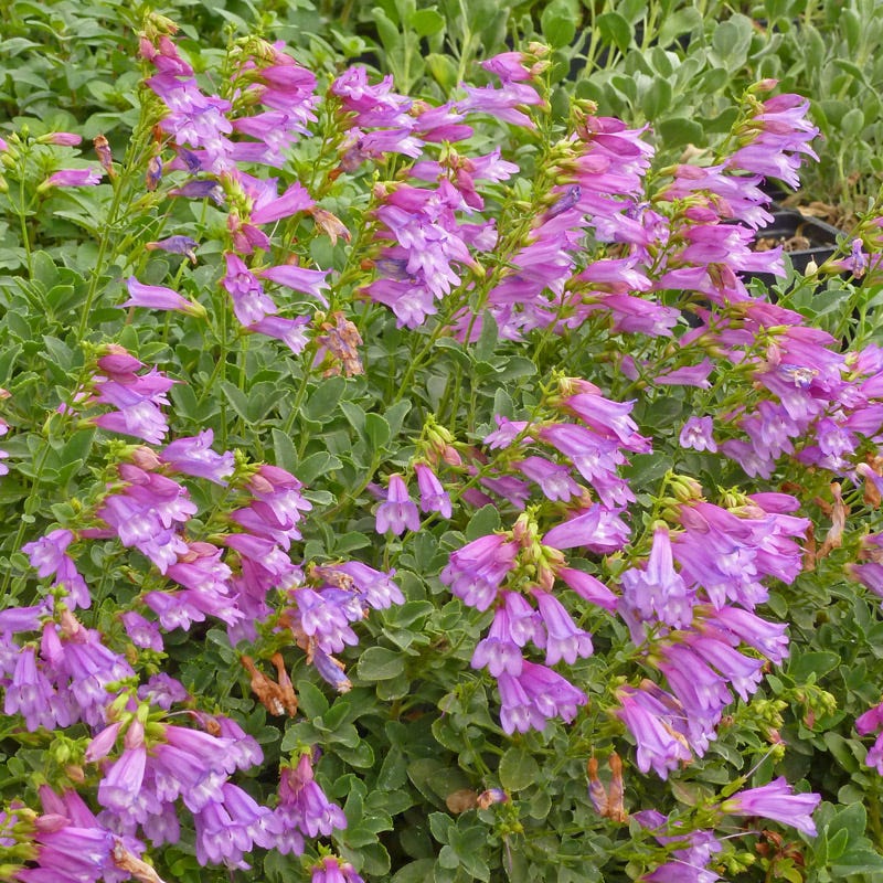 Washington Perennial Collection - Image 4