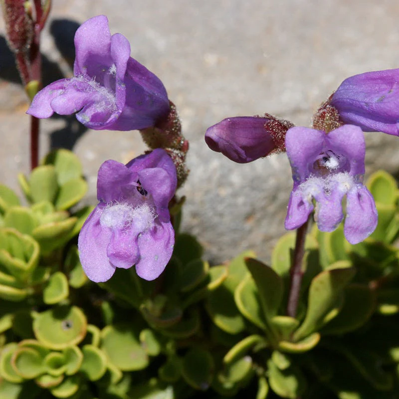 Davidson's Penstemon - Image 5