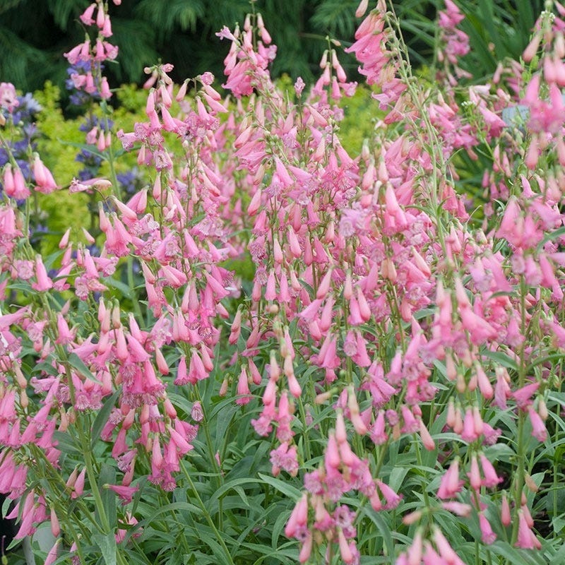 Elfin Pink Penstemon - Image 3
