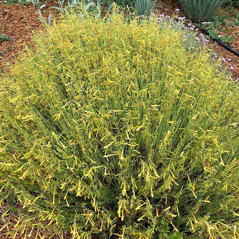 FlowerKisser® Citrus Surprise Penstemon - Image 3