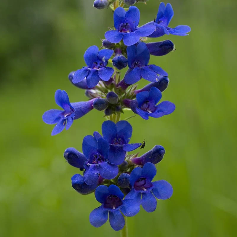 Grand Mesa Penstemon - Image 2