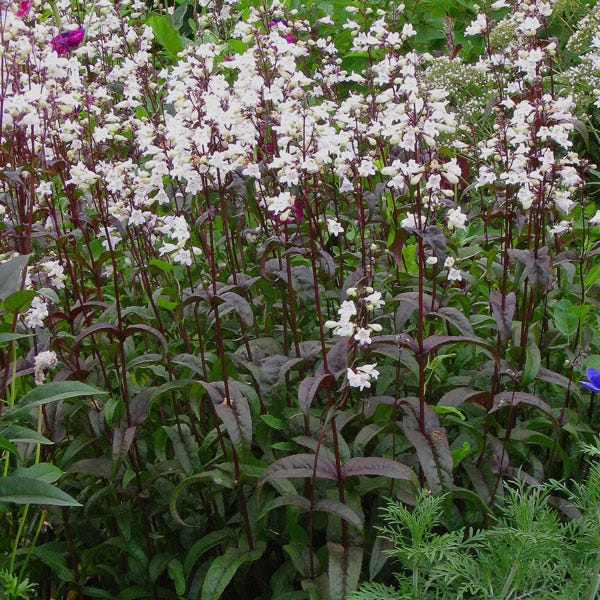 Husker Red Penstemon - Image 4
