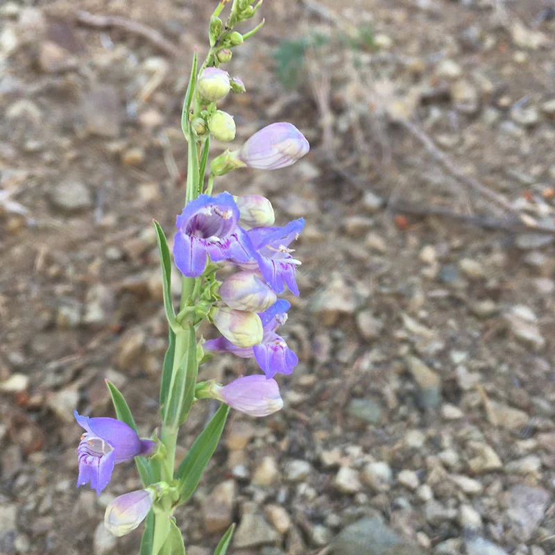 New Mexico Penstemon - Image 2