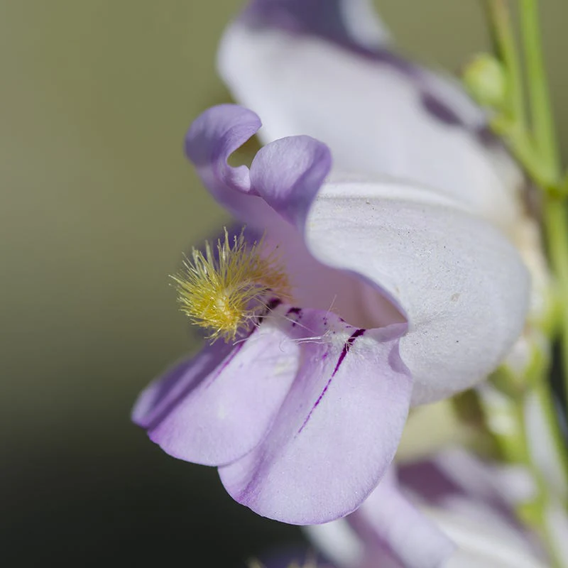 Palmer's Penstemon - Image 3