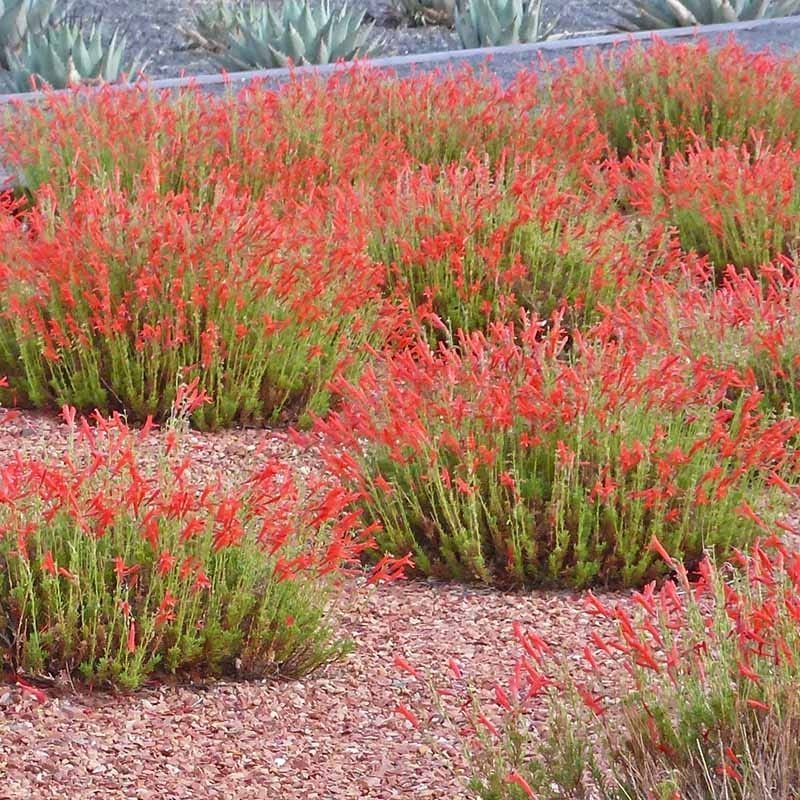 HALF PINT® Pineleaf Penstemon - Image 2