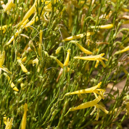 Yellow Pineleaf Penstemon - Image 2
