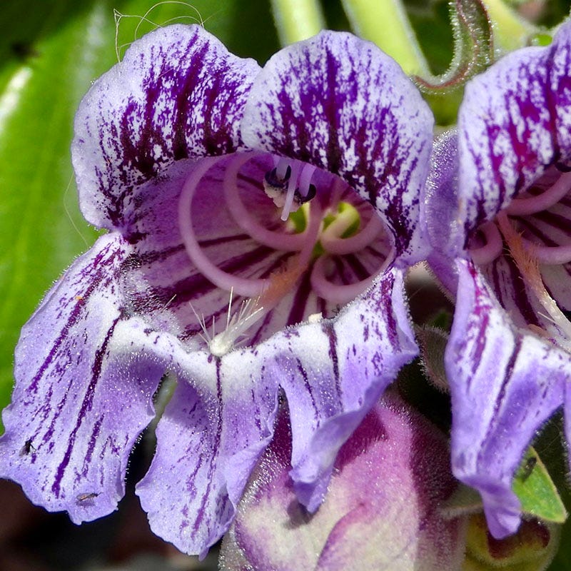 Purple Ozark Penstemon - Image 3