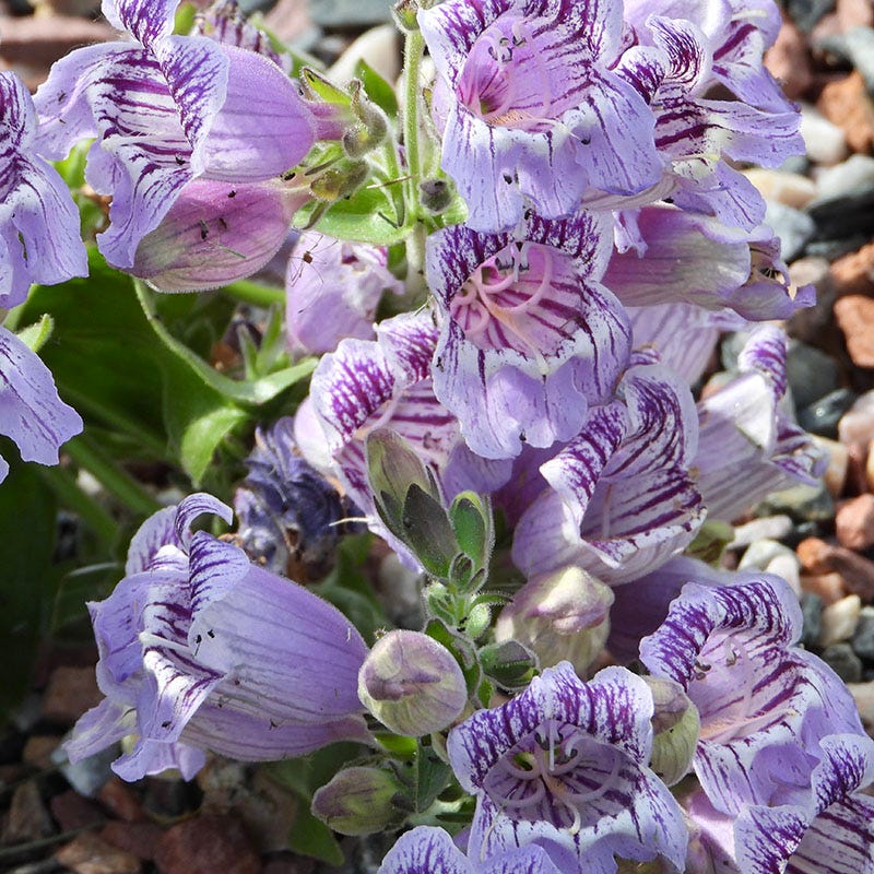 Purple Ozark Penstemon - Image 4
