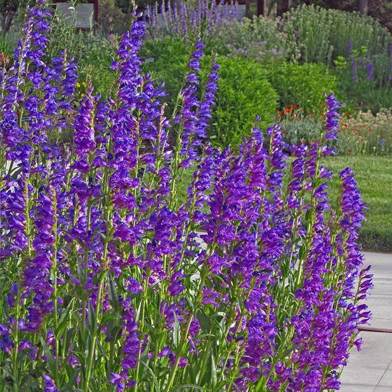 Rocky Mountain Native Pre-Planned Pocket Garden - Image 7