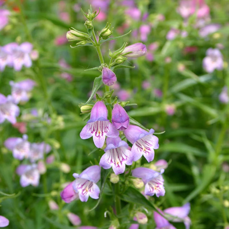 Shadow Mountain® Penstemon - Image 2
