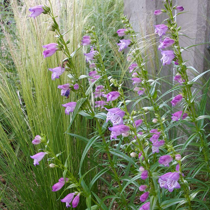 Shadow Mountain® Penstemon - Image 4