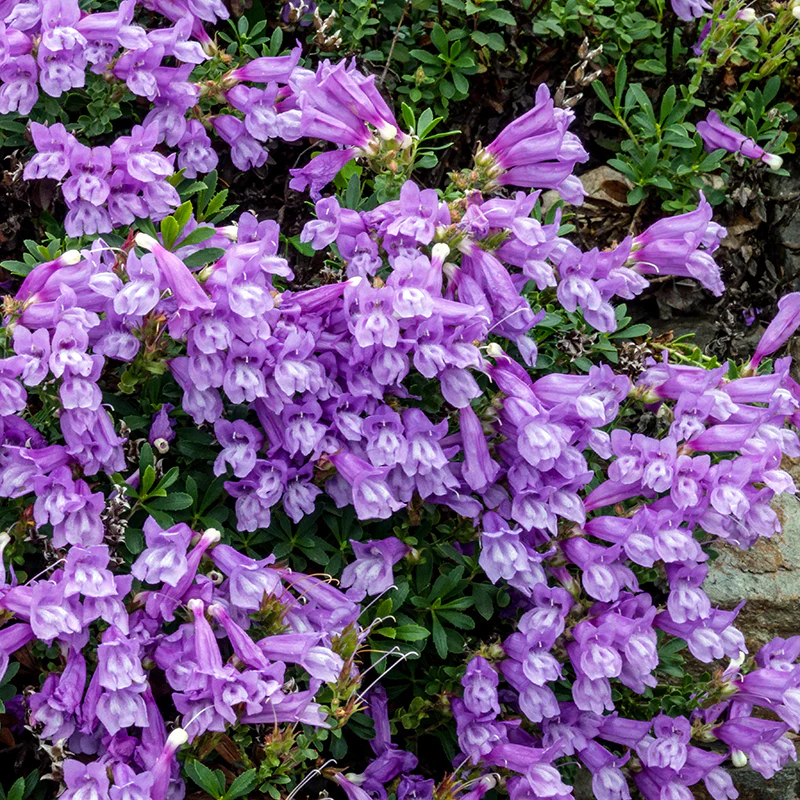 Shrubby Penstemon - Image 2