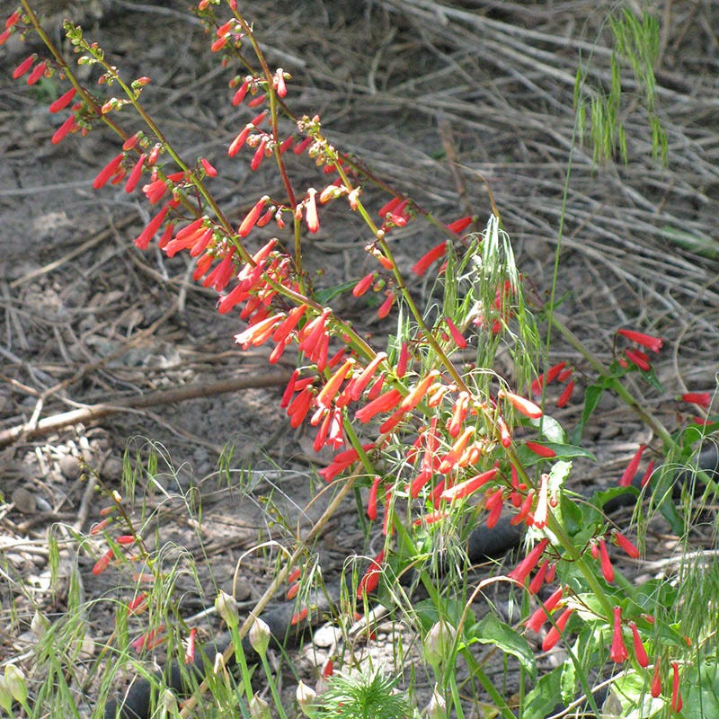 Standout Summer Fire Penstemon - Image 2