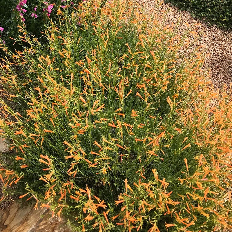 Summer Showstopper Pre-Planned Garden - Image 12