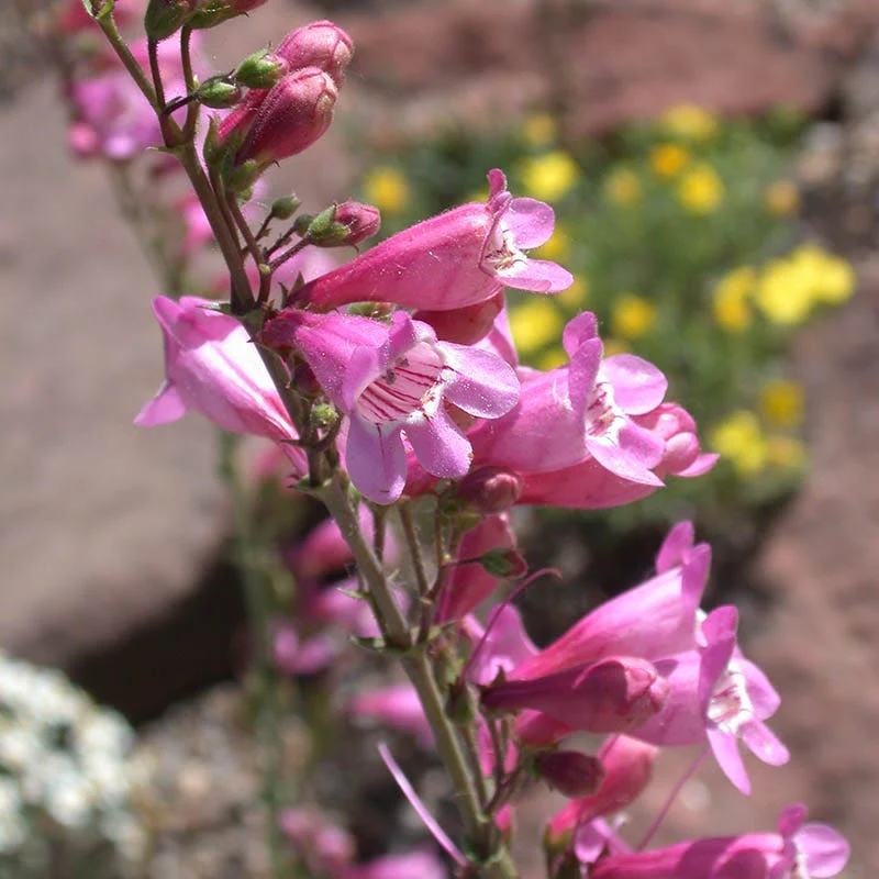 Sunset Crater Penstemon - Image 3