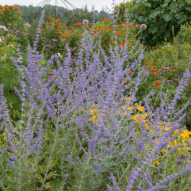 Blue Spire Russian Sage - Image 5