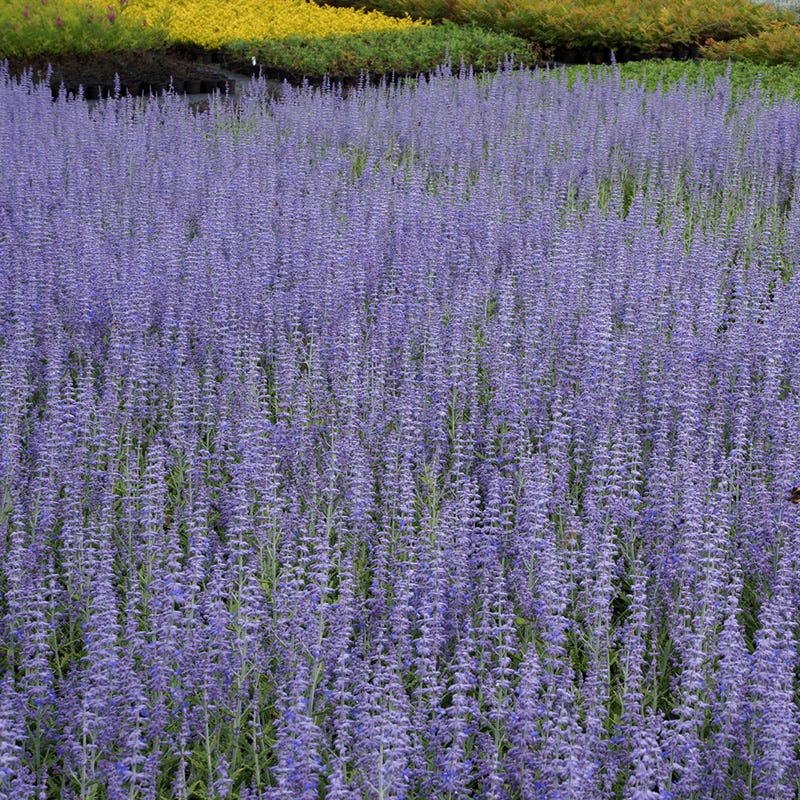 Lacey Blue Russian Sage - Image 2