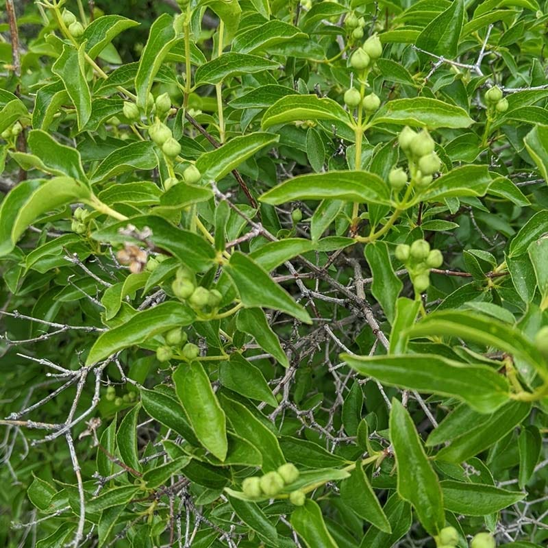 Cheyenne® Mock Orange - Image 4